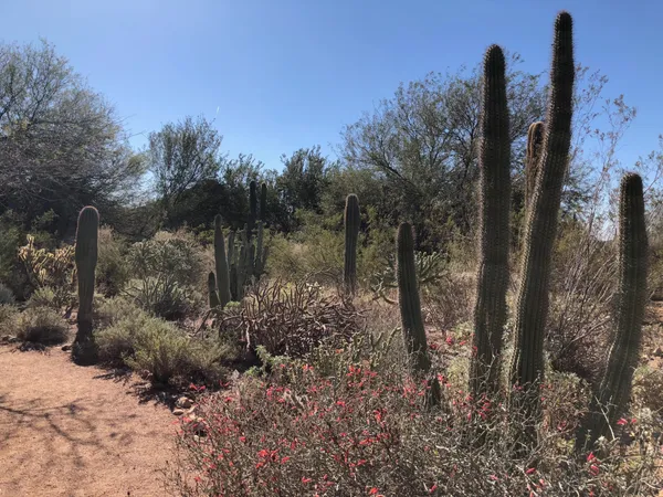 Folk Icons, Bio-Musicals, and Desert Art: What's On in Phoenix Today